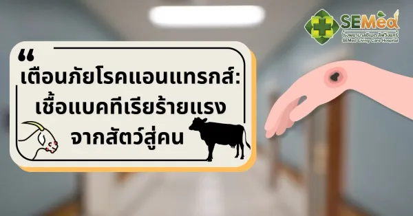 เตือนภัยโรคแอนแทรกซ์: เชื้อแบคทีเรียร้ายแรงจากสัตว์สู่คน